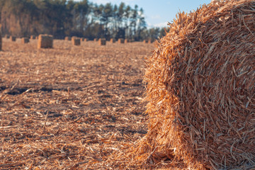 Beautiful countryside landscape. Round straw bales in harvested fields and blue sky with clouds