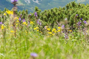  Field of flowers. Wildflowers blooming. Beautiful nature. Summer background.