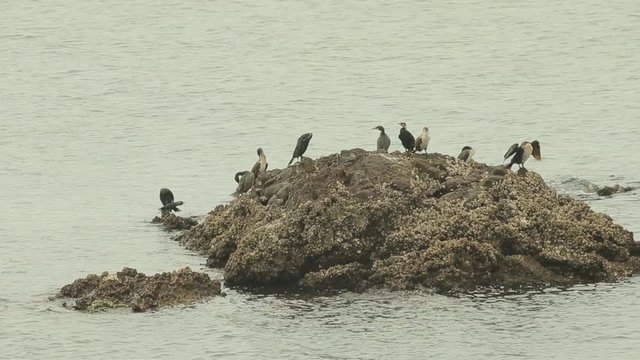 A huge number of seagulls are sitting on the water, some gulls fly in the air. Birds sit on the stone