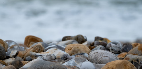 Venericor bivalve shell amongst pebbles on the beach at Bracklesham Bay near East Wittering, West Sussex UK. 
