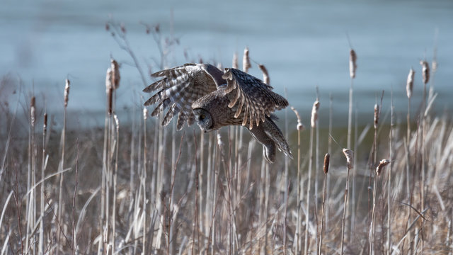 Closeup of a Great Grey Owl hunting.