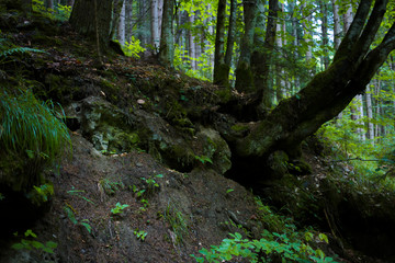 Beautiful green forest