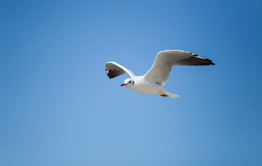 Seagull in blue sky clouds.