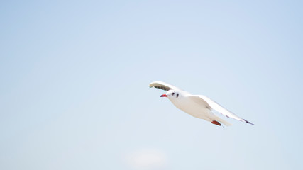 Fototapeta premium Seagull in blue sky clouds.