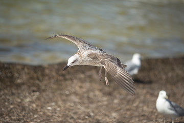 Seagull against the sea coast 