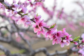 In full bloom in the peach blossom
