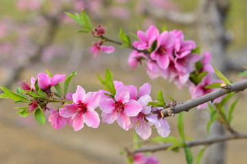 In full bloom in the peach blossom