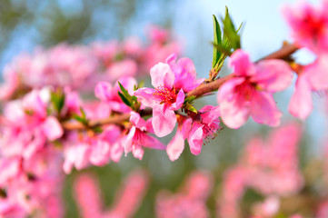 In full bloom in the peach blossom