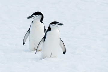 Fototapeta na wymiar Antarctic Chin-Strap Penguins