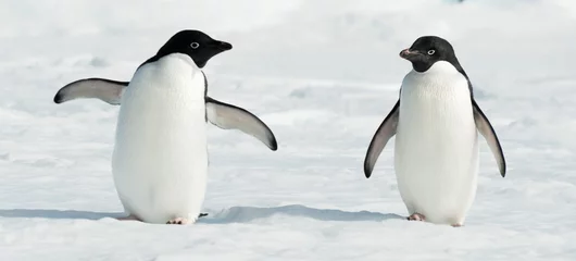 Gordijnen Antarctische Adéliepinguïns © Shaun