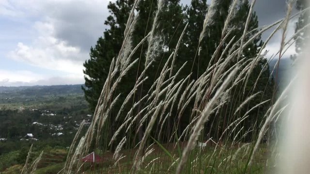 wind-blown weeds, a romantic scene