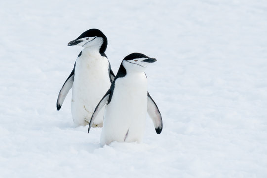Antarctic Chin-Strap Penguins