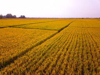 Fototapeta na wymiar Mature rice in the field of highway and channel