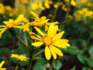 yellow flowers in garden