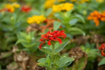 Typical Mexican flowers sown along urban parks