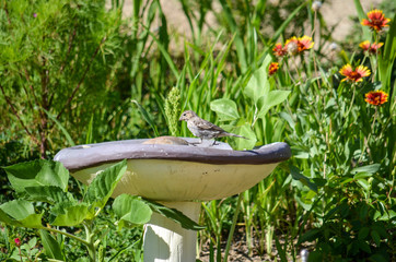 Sweet Little Bird in Bird Bath in Backyard