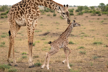 Naklejka na ściany i meble Mother giraffe tends to her newly born calf as it tries to walk on wobbly legs. Image taken in the Masai Mara, Kenya.