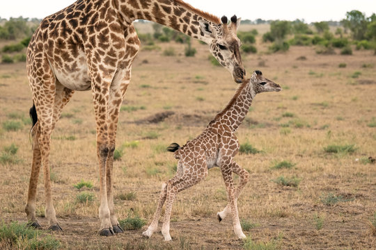 Mother giraffe tends to her newly born calf as it tries to walk on wobbly legs.  Image taken in the Masai Mara, Kenya.