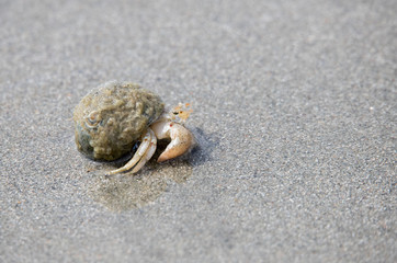 hermit crab in shell on beach