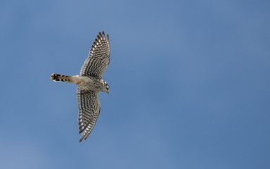 Kestrel hunting dragonfly