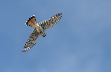 Kestrel hunting dragonfly