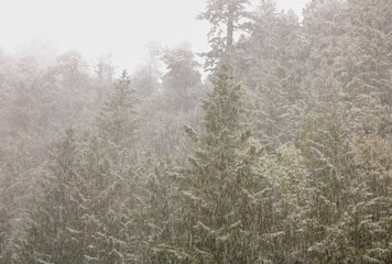 Snow in the Pine Trees