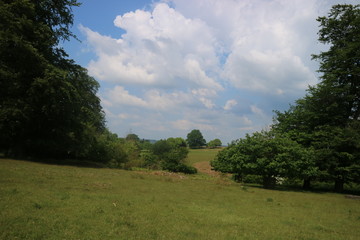 landscape with trees and blue sky
