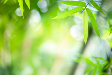 Obraz premium Bamboo leaf on blurred background. Tropical green plant in summer. 