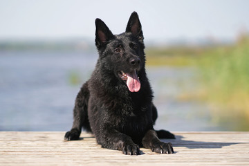 Happy wet black German Shepherd dog lying down on a wooden pontoon near a water in summer