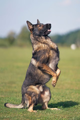 Sable German Shepherd dog sitting up on its back legs on a green grass in summer