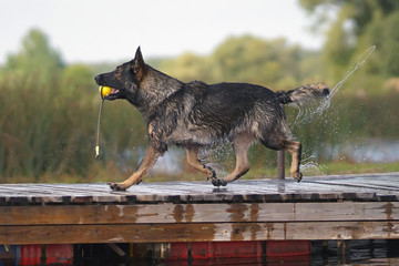 Wet sable German Shepherd dog walking on a wooden pontoon with a yellow ball toy in its mouth in summer