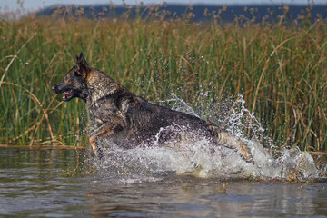 Happy wet sable German Shepherd dog jumping into water in summer