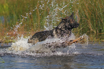 Happy wet sable German Shepherd dog jumping into water in summer
