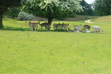 deer gathering for shade