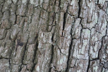 bark of a tree