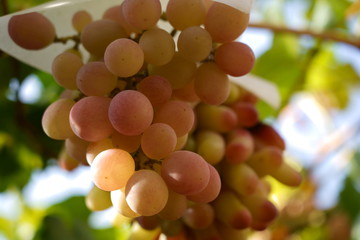 Grapes in the vineyard