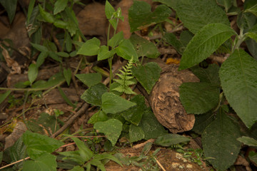 snail on leaf