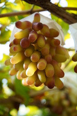 Bunch of grapes Manicure Finger 