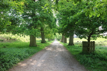 Obraz premium path in the park