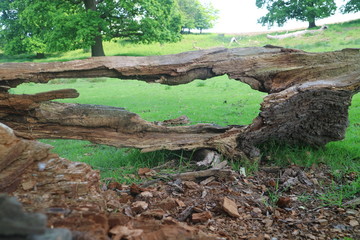 Fototapeta na wymiar bark of tree 