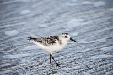 sandpiper on beach
