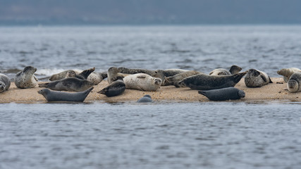 A herd of Harbor Seals hauled out on a sandbar.