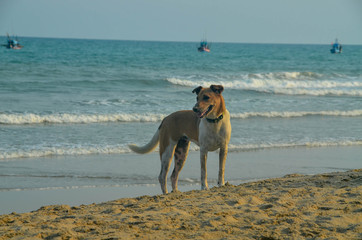  Domestic pet dog at the seaside on the tropical sandy Huay Yong beach, Thailand.