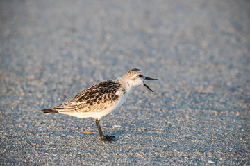 sandpiper on beach