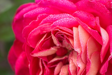 雨上がりの薔薇の花