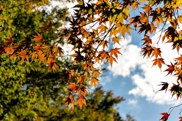 View of forest park in Kobe in early autumn