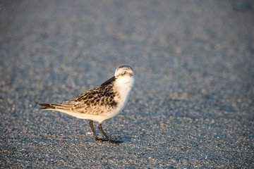 sandpiper on beach