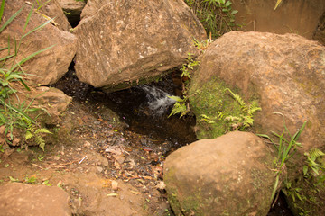 stream in the forest