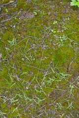 moss texture and various small sticks and blades of grass