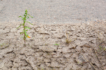 new life